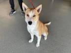 Adopt Howie a Tan/Yellow/Fawn - with White Husky / Mixed dog in Randleman