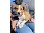Adopt Koa a Tan/Yellow/Fawn - with White Pit Bull Terrier / Mixed dog in Fort