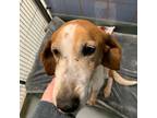 Adopt J Geils a Tan/Yellow/Fawn Hound (Unknown Type) / Mixed dog in Richmond