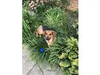 Adopt Ellie a Black - with Tan, Yellow or Fawn Coonhound (Unknown Type) / German