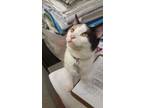 Adopt Cypress a White Domestic Shorthair / Domestic Shorthair / Mixed cat in