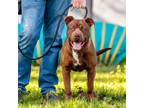 Adopt Mars a Brown/Chocolate American Staffordshire Terrier / Mixed dog in