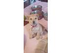 Adopt Peaches a Tan/Yellow/Fawn Labrador Retriever / Terrier (Unknown Type