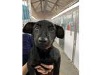 Adopt Bonnie a Black Labrador Retriever / German Shepherd Dog / Mixed dog in