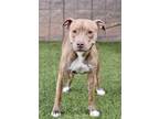 Adopt Tigress a Pit Bull Terrier / Mixed dog in Canton, GA (33746532)