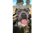 Adopt Gucci a Gray/Silver/Salt & Pepper - with White American Pit Bull Terrier /