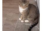 Adopt toady a Gray, Blue or Silver Tabby Domestic Shorthair / Mixed (short coat)