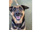 Adopt Loretta a Black German Shepherd Dog / Mixed dog in Fresno, CA (33746364)