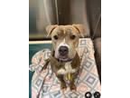 Adopt Delilah a American Pit Bull Terrier / Mixed dog in Albuquerque