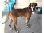 Adopt D-Mauve a Redbone Coonhound / Mixed dog in Jacksonville, NC (33739220)