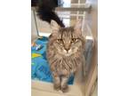 Adopt Spike a Domestic Mediumhair / Mixed cat in Lincoln, NE (33746461)