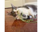 Adopt Brianne a Gray or Blue (Mostly) American Shorthair / Mixed (medium coat)