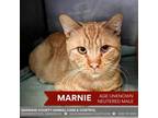 Adopt MARNIE a Orange or Red (Mostly) Domestic Shorthair / Mixed (short coat)