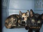 Adopt OCTAVIA a Tortoiseshell Domestic Shorthair / Mixed (short coat) cat in