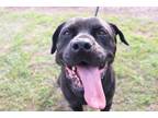 Adopt *EUREKA a Black Labrador Retriever / Mixed dog in Ocala, FL (33746245)
