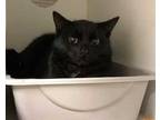 Adopt JAY-BARN a All Black Domestic Shorthair / Mixed (short coat) cat in Lodi