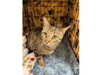 Adopt a Brown Tabby Domestic Shorthair / Mixed (short coat) cat in Santa Maria