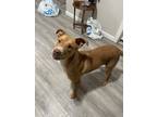 Adopt Scooby a Tan/Yellow/Fawn - with White American Pit Bull Terrier / Mixed