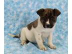 Adopt Roxie a Brindle Australian Cattle Dog / Mixed dog in Morton Grove