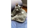 Adopt Kylo a Tortoiseshell Calico / Mixed (short coat) cat in Winfield