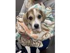 Adopt Bagel a White Beagle / Mixed dog in Leitchfield, KY (33746128)