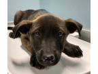 Adopt AIOLI a Black Retriever (Unknown Type) / Mixed dog in San Antonio