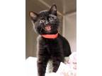 Adopt Sushi a All Black Domestic Shorthair / Domestic Shorthair / Mixed cat in