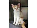 Adopt Snowflake a White Domestic Shorthair / Domestic Shorthair / Mixed cat in