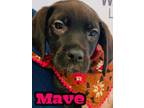 Adopt Mave a Black Labrador Retriever / Mixed dog in Louisville, OH (33746039)