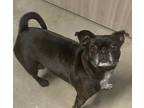 Adopt GRACE a Black Pug / Mixed dog in San Antonio, TX (33746145)