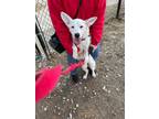 Adopt Marge a White Australian Cattle Dog / Mixed dog in Indianapolis