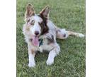 Adopt Reese a Merle Border Collie / Mixed dog in Woodbine, GA (33746014)