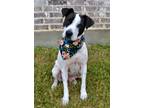 Adopt Liberty a White - with Black Australian Cattle Dog / Pit Bull Terrier dog