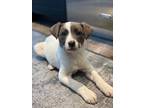 Adopt Tilly a White - with Gray or Silver Cattle Dog / Hound (Unknown Type) /