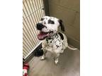 Adopt Perdita a White Dalmatian / Mixed dog in Knoxville, TN (33745947)