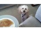 Adopt Sammy a White - with Tan, Yellow or Fawn Poodle (Miniature) / Mixed dog in