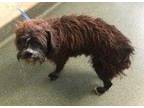 Adopt Almond a Black Norfolk Terrier / Mixed dog in San Marcos, TX (33744951)