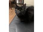 Adopt Pixie a All Black American Shorthair / Mixed (short coat) cat in Rialto