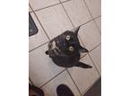 Adopt Yoshi a All Black Domestic Shorthair / Mixed (short coat) cat in