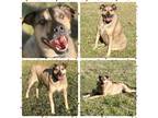 Adopt Louie a Tan/Yellow/Fawn - with Black Shepherd (Unknown Type) / Hound