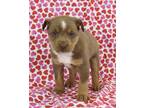 Adopt Ivan a Brown/Chocolate Australian Shepherd / Mixed dog in Morton Grove