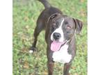 Adopt MARLO a Black - with White Catahoula Leopard Dog / Mixed dog in