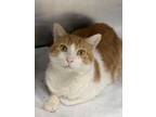 Adopt Radar a Orange or Red Domestic Mediumhair / Domestic Shorthair / Mixed cat