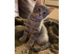 Adopt Peep a Gray, Blue or Silver Tabby Domestic Shorthair (short coat) cat in