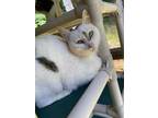 Adopt Regina a White Domestic Shorthair / Domestic Shorthair / Mixed cat in