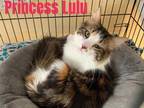 Adopt PRINCESS LULU a Calico or Dilute Calico Domestic Longhair / Mixed (long