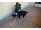 Adopt Benny a Black - with White Staffordshire Bull Terrier / Mixed dog in