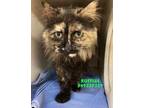 Adopt Ruffles a All Black Domestic Mediumhair / Domestic Shorthair / Mixed cat