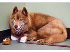 Adopt Nala a Red/Golden/Orange/Chestnut Husky / Mixed dog in Cleveland