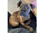 Adopt Phoebe a Brindle Pit Bull Terrier / Mixed dog in Clarkston, MI (33745640)